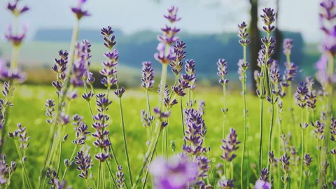 A green field with lilac flowers